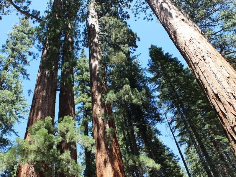 viewpoint of giant sequoias in yosemite looking up towards the sky