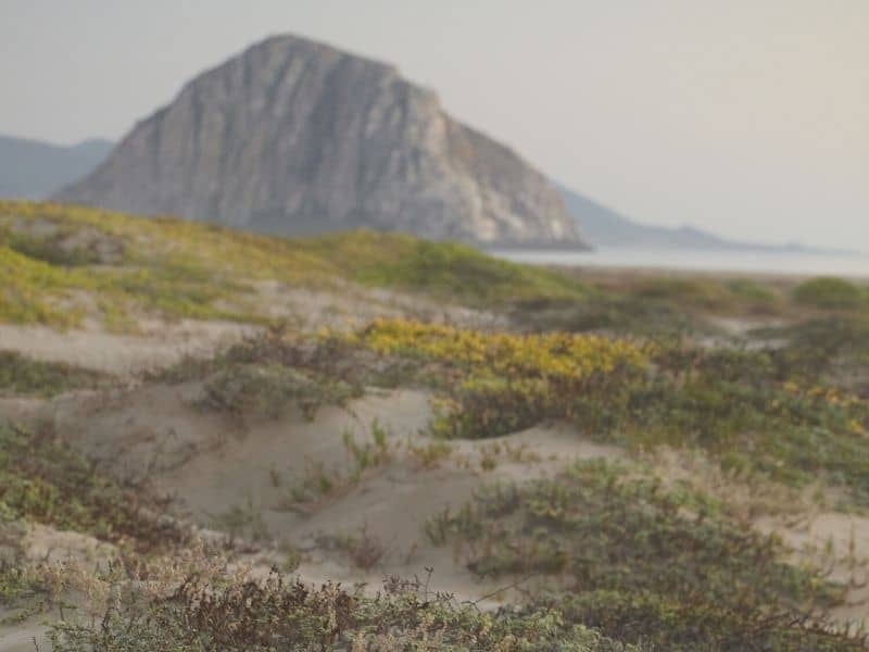 detail on the sand dunes near morro rock