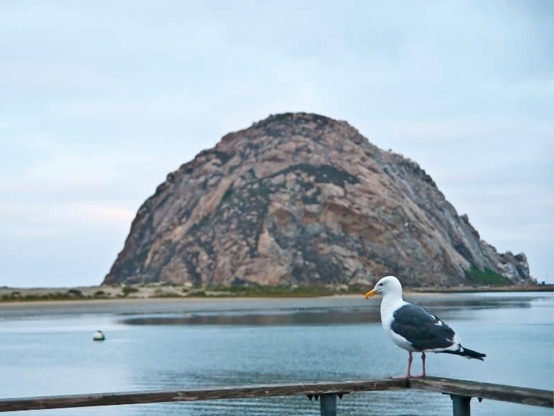 seagull standing on a railing with a view of morro rock behind it