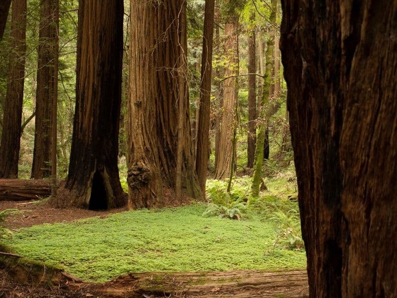 redwood trees and floor covered in moss in a redwood forest in muir woods