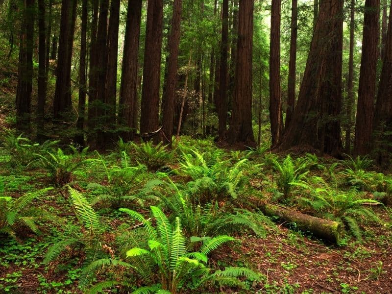 large bright green ferns on the forest floor next to redwoods in muir woods national monument