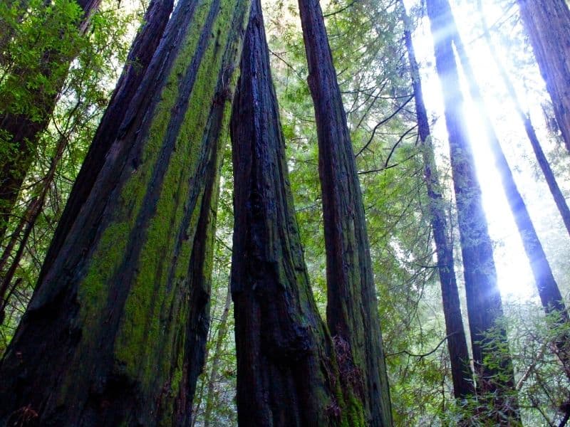 dark bark of redwood trees with some of the bark covered in green moss and the light coming in from an angle in the late afternoon