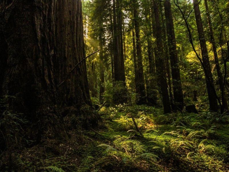 close up of one tree, with foliage on the forest floor, with smaller redwood trees and other trees behind it