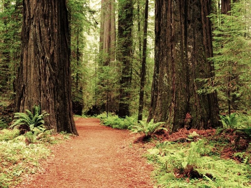 a pathway leading through redwoods in the forest of muir woods national monument with trees and ferns and redwoods