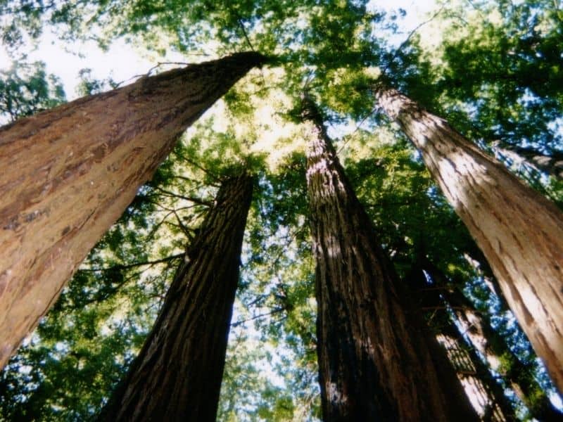 photo with the angle looking up towards the canopy of redwood trees