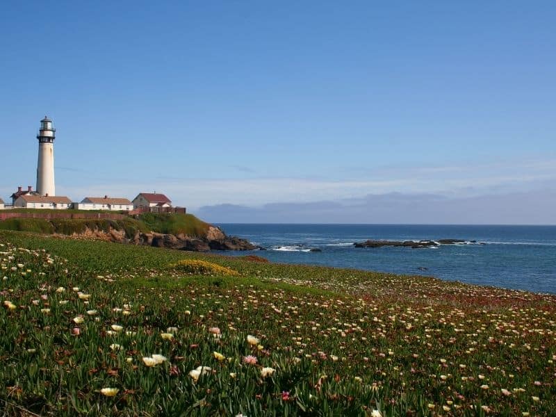 the scenic pigeon point lighthouse surrounded by wildflowers and the pacific ocean