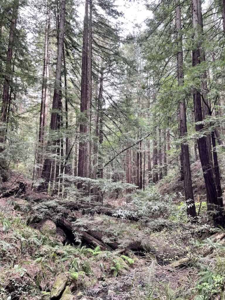 the tall towering redwood trees of reinhardt redwood regional park in oakland