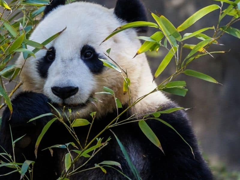 panda eating bamboo at the san diego zoo