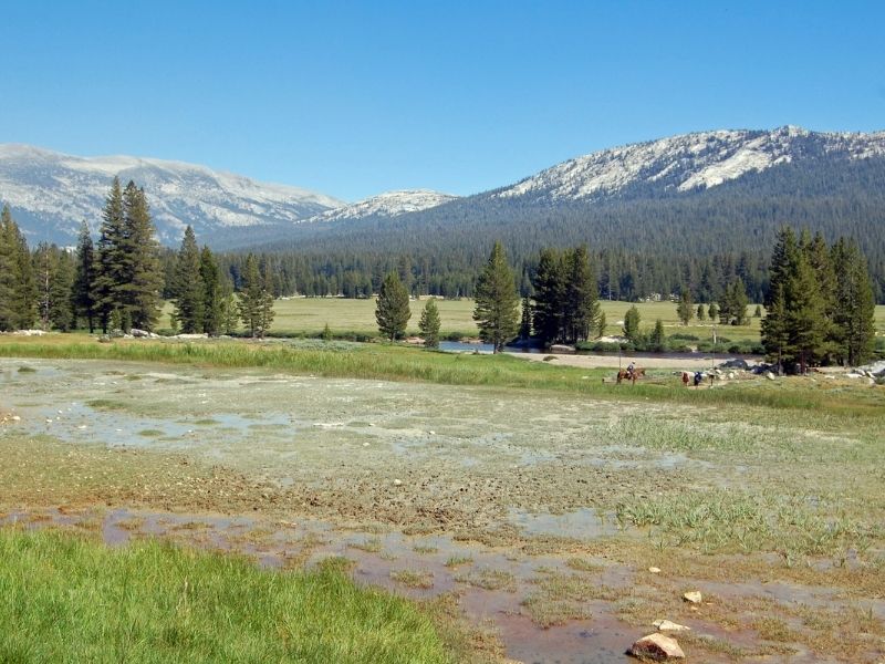 the view around soda springs in tuolumne meadows with some horses visible in the distance