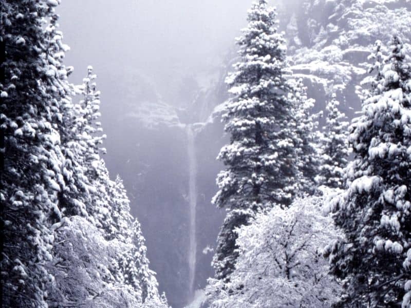 snow-covered trees in yosemite in winter and the thin trickle of Yosemite falls cascading over a cliff