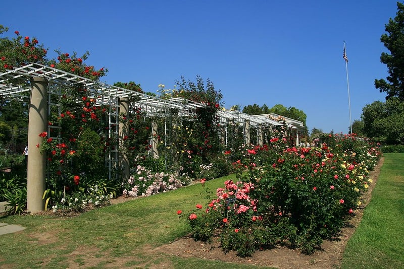 roses in a row and snaking up along a trellis in the rose garden