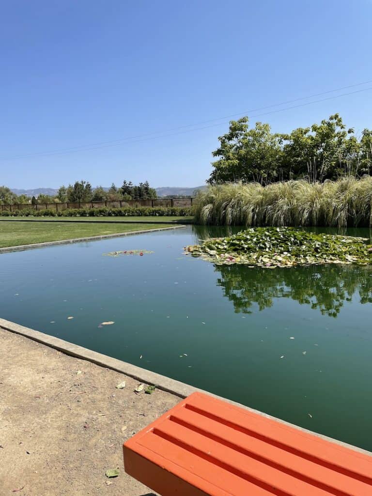 pond in sonoma with lily pads