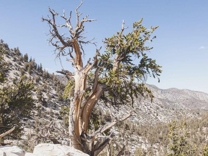 ancient bristlecone pine trees in the high elevation of the California mountains