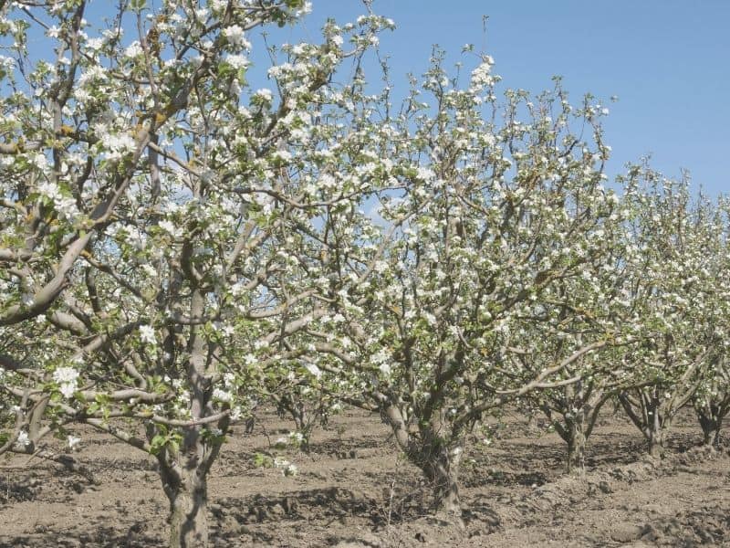 apple trees in a row with white blossoms on the trees