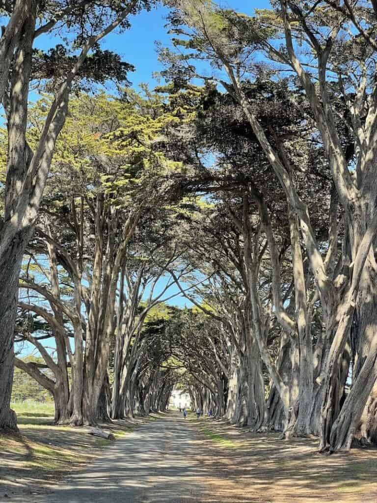 the cypress tree tunnel in pt reyes a popular photo spot in marine county