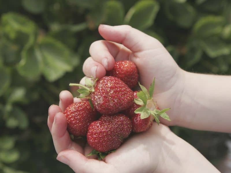 hands cradling a bunch of freshly picked strawberries