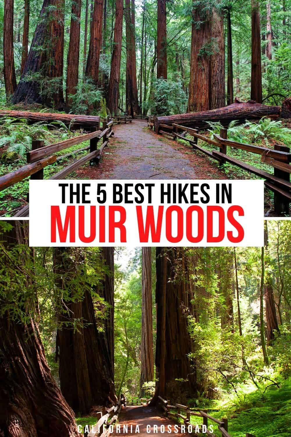 The 5 Best Hikes in Muir Woods National Monument California Crossroads