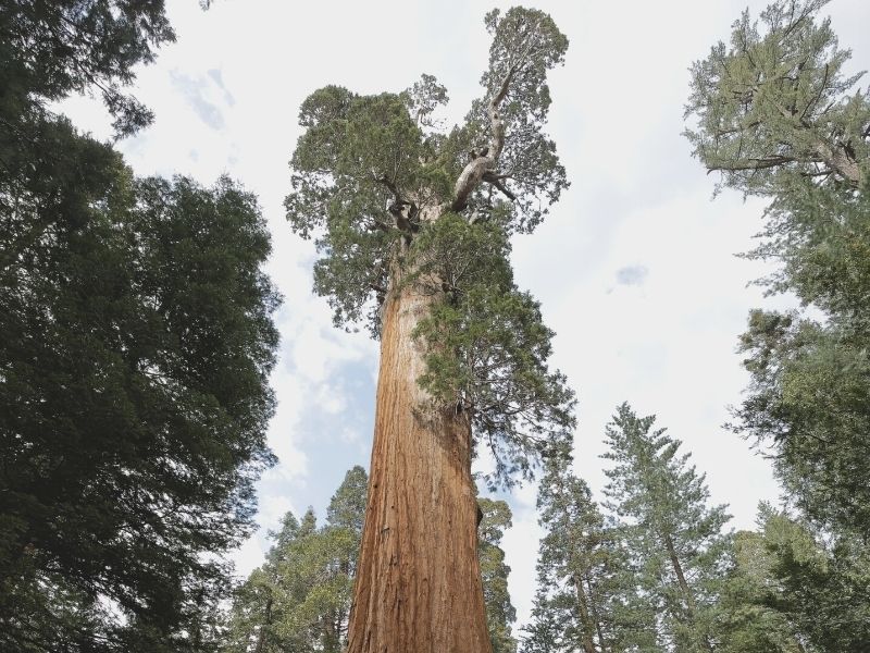 enormous tree general grant in kings canyon national park looking up to the sky to see it