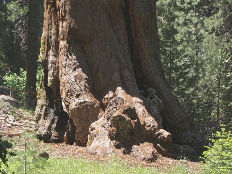 giant thick tree base of general grant in california