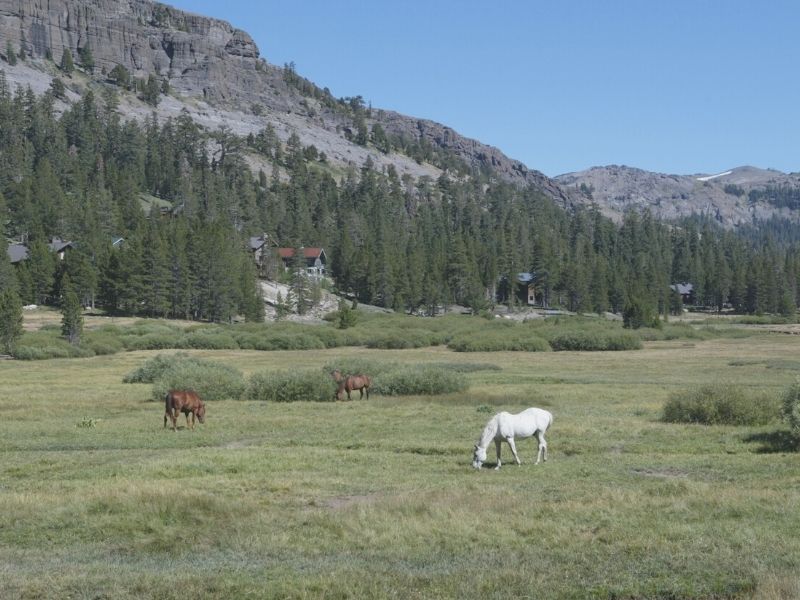 horses grazing in kings canyon national park in the sierra nevadas