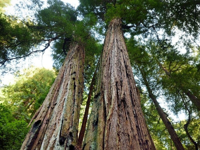 looking up at the redwood canopy while hiking in muir woods california