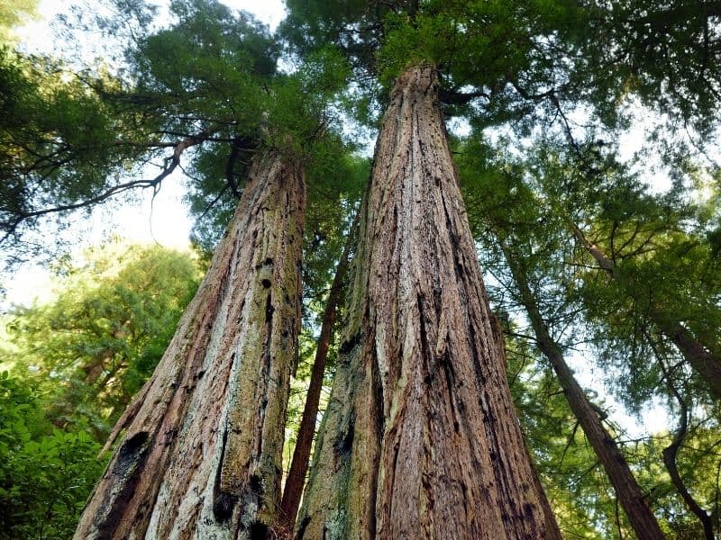 redwoods in Muir Woods looking up at the giant tree canopy