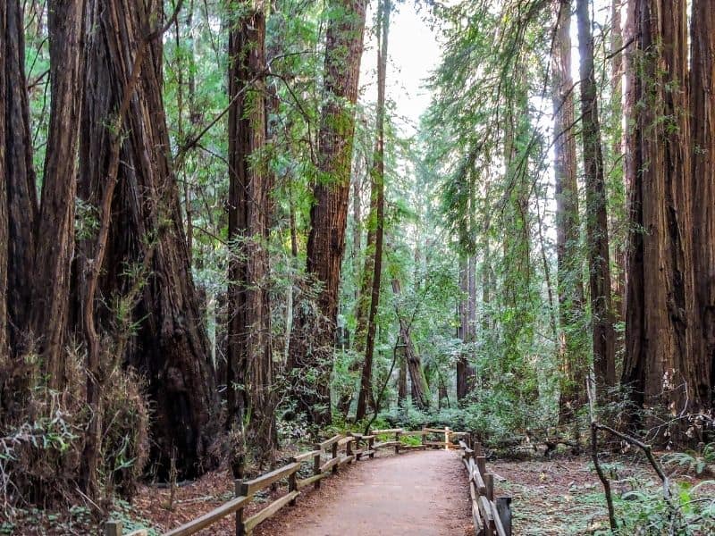 the main trail in muir woods is easy to traverse and goes throughout a redwood grove
