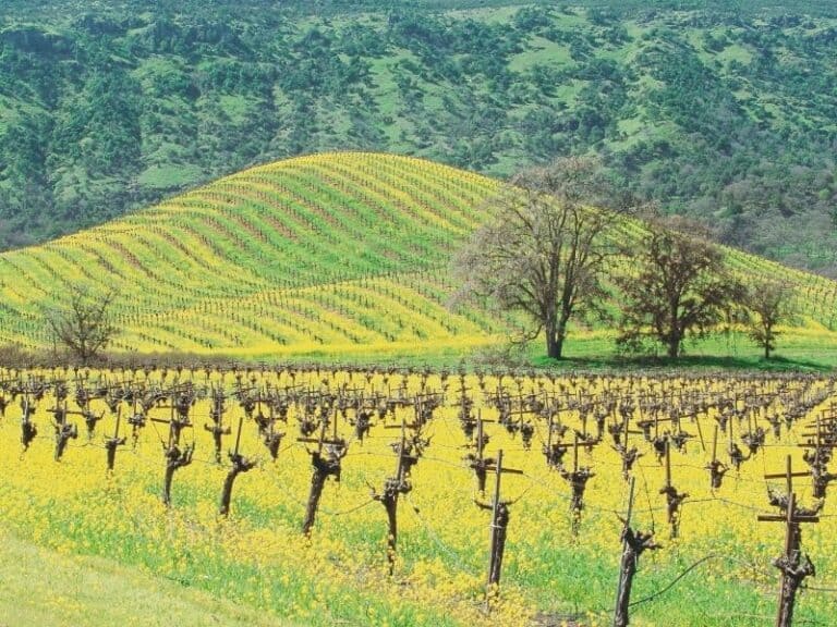 17 Things to Do in Napa in Winter California Crossroads