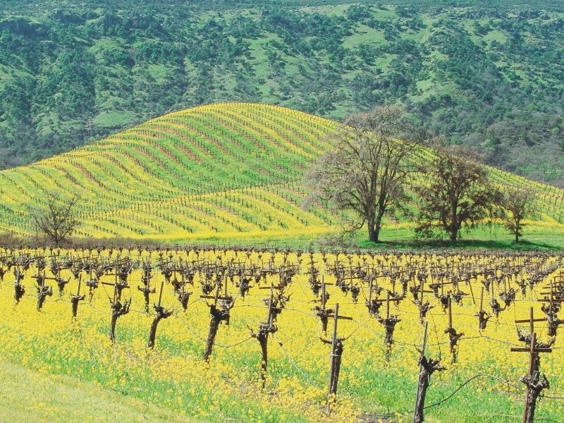 mustard flowers in napa vineyard on a hill in winter in napa