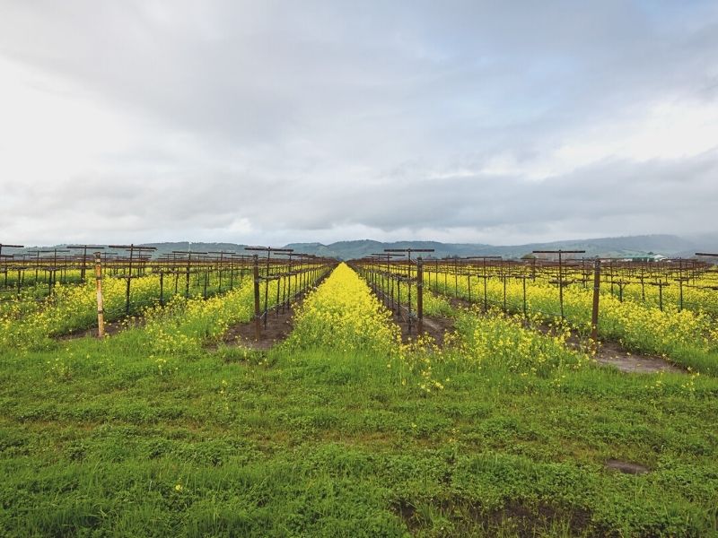 yellow mustard flowers blooming in napa valley between the rows of vines