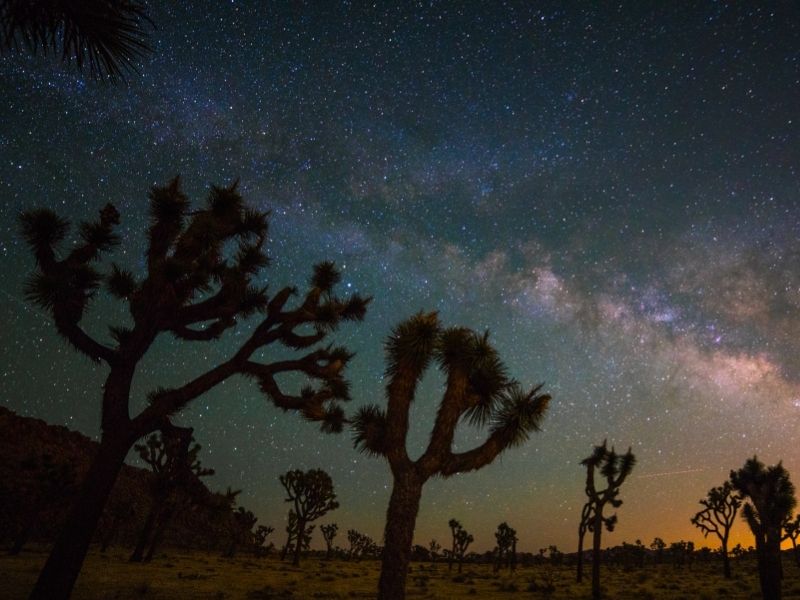 joshua trees with the milky way visible behind them