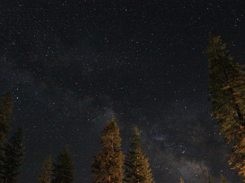 the tips of giant sequoia trees visible with the milky way slightly visible in the night sky 