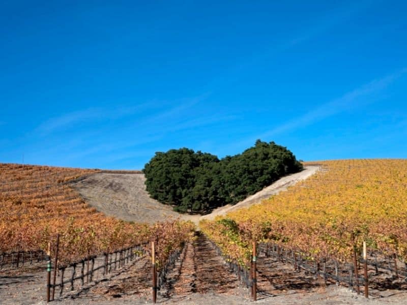 heart shaped vineyard in paso robles