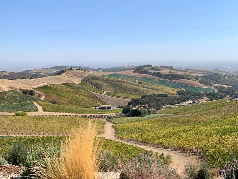 rolling hills and vineyards in paso robles California wine country in the central coast area