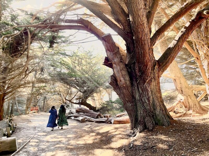 two women in long dresses walking through the trees near pfeiffer beach