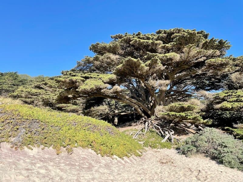 tree on the beach at pfeiffer beach the purple sand beach of big sur