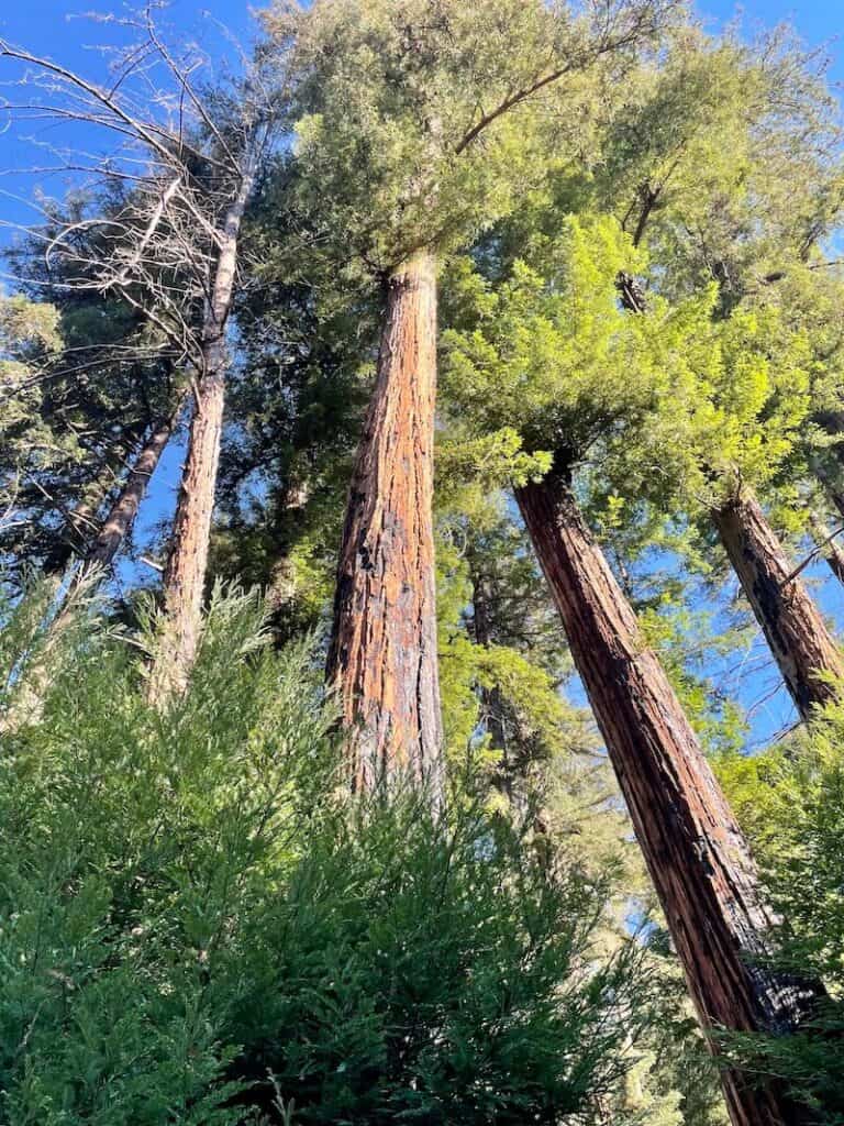 burn scars on redwood trees in big sur 