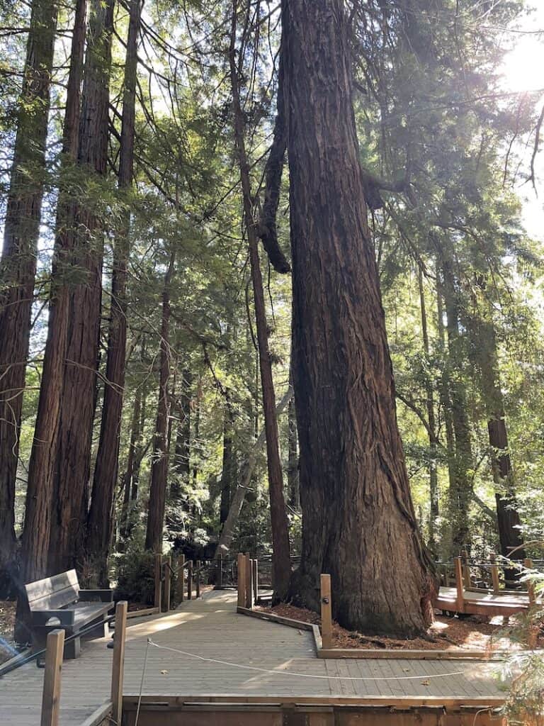 redwoods set amongst a boardwalk along the river path