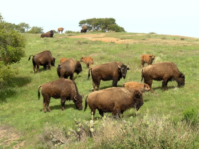 bison on catalina island