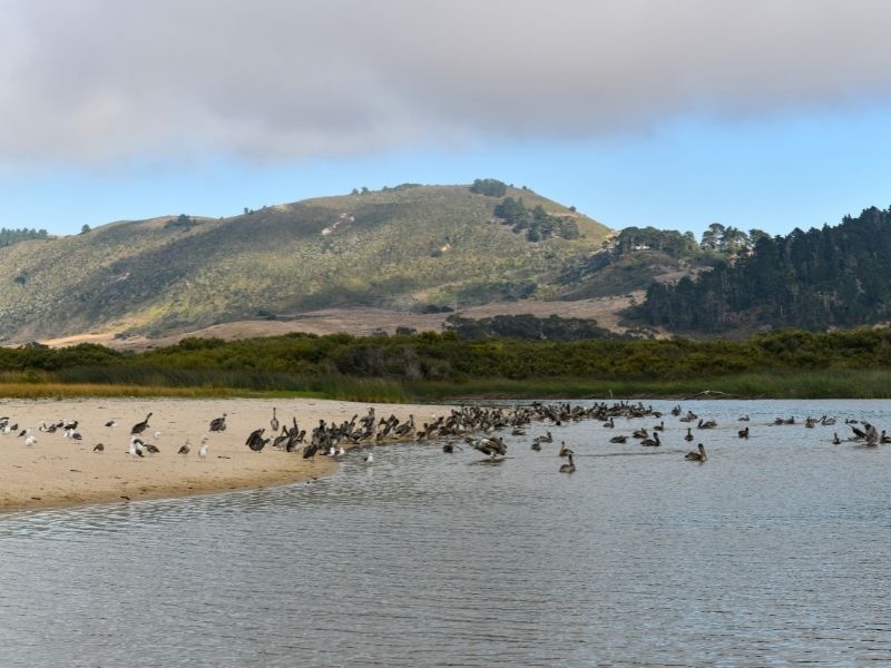 birds in the water of the lagoon at carmel river state beach with hills in the background