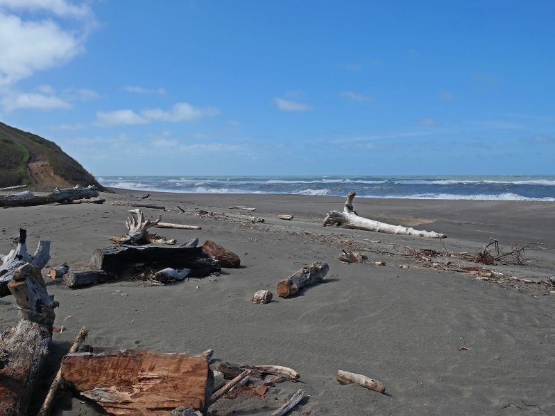 dirftwood and dark sand on the centerville beach in northern california