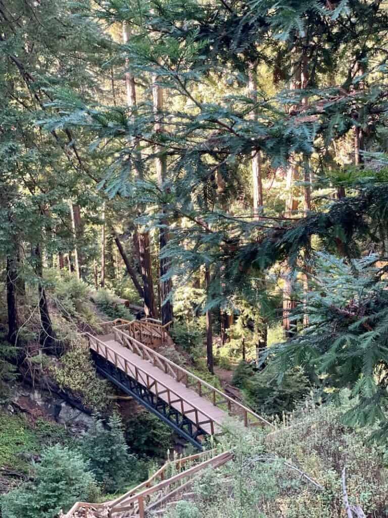 walking on a footbridge across the gorge in the redwood forest of pfeiffer big sur state park