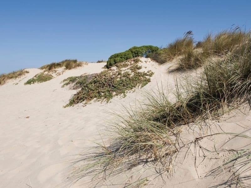 sand dunes at oceano dunes with sea grass and sand