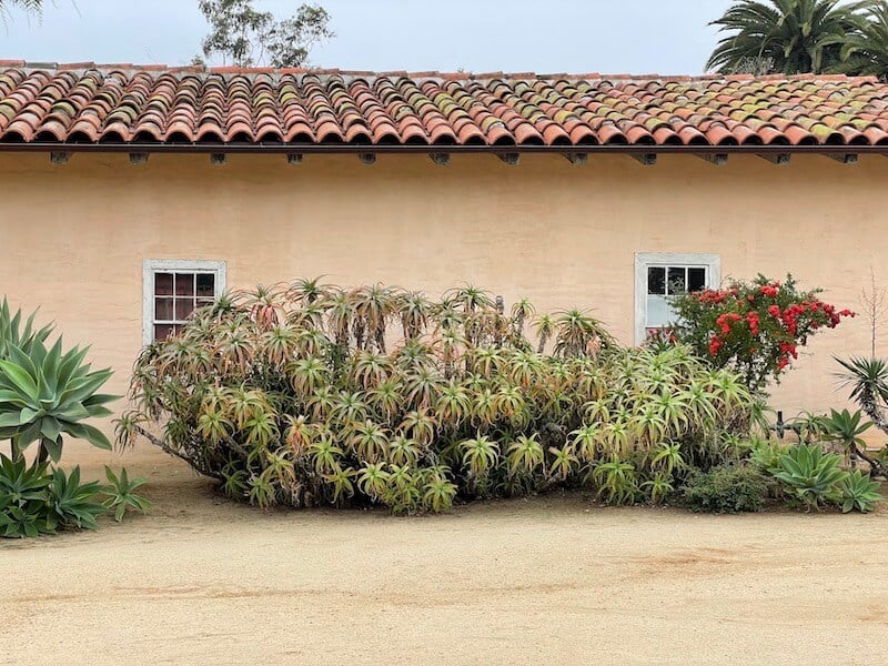 a giant green bush and pink flowers against a wall with adobe tiles