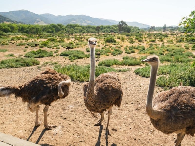 three ostriches behind a fence in the hills of wine country in santa barbara county