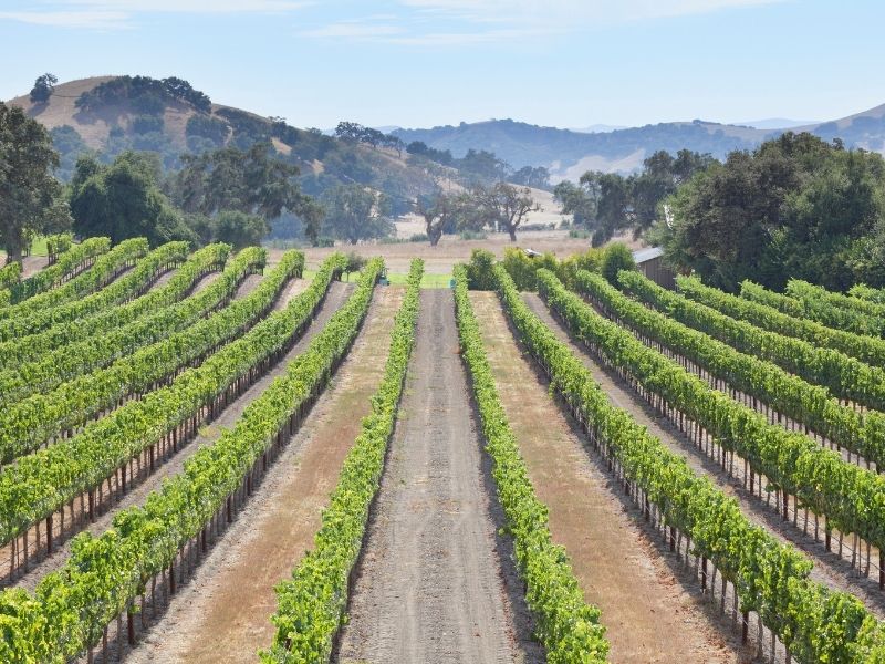 vineyard in solvang california with rows of grapes and hills in the background