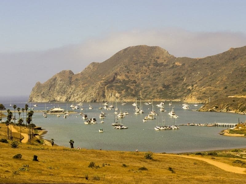 palm trees and boats in the water of the harbor of two harbors in catalina island