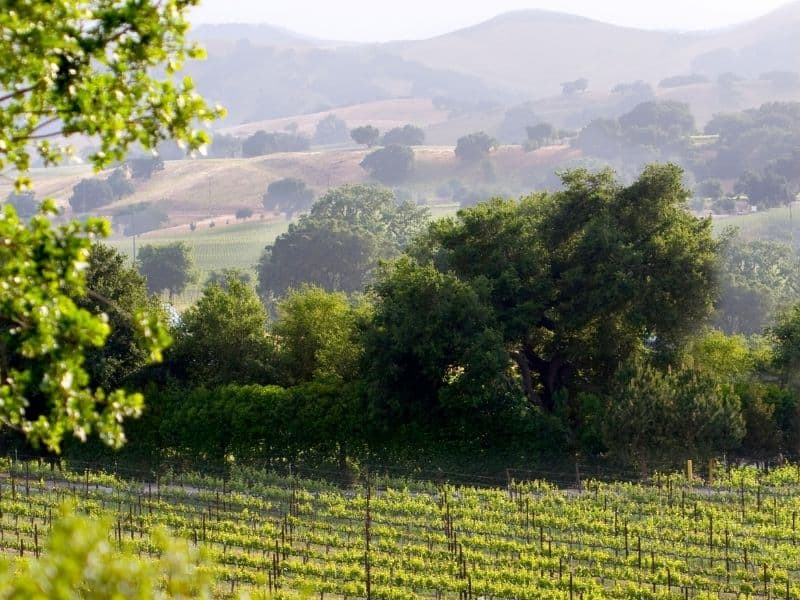 vineyards amongst the rolling hills of los olivos California part of the central coast region of California