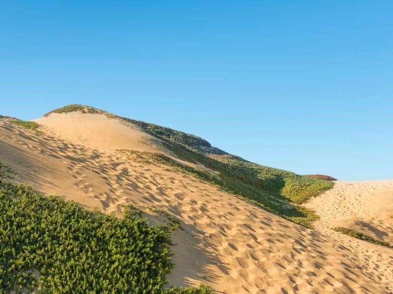 sand dunes with footprints in it and some plant life in the dunes with a blue sky