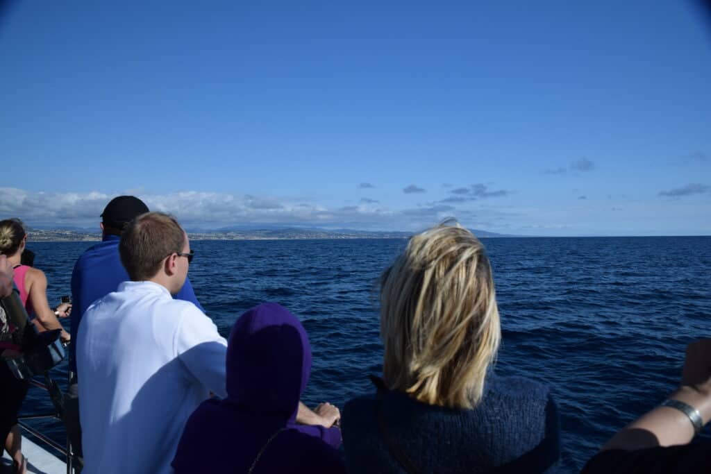 Whale Watching in Dana Point